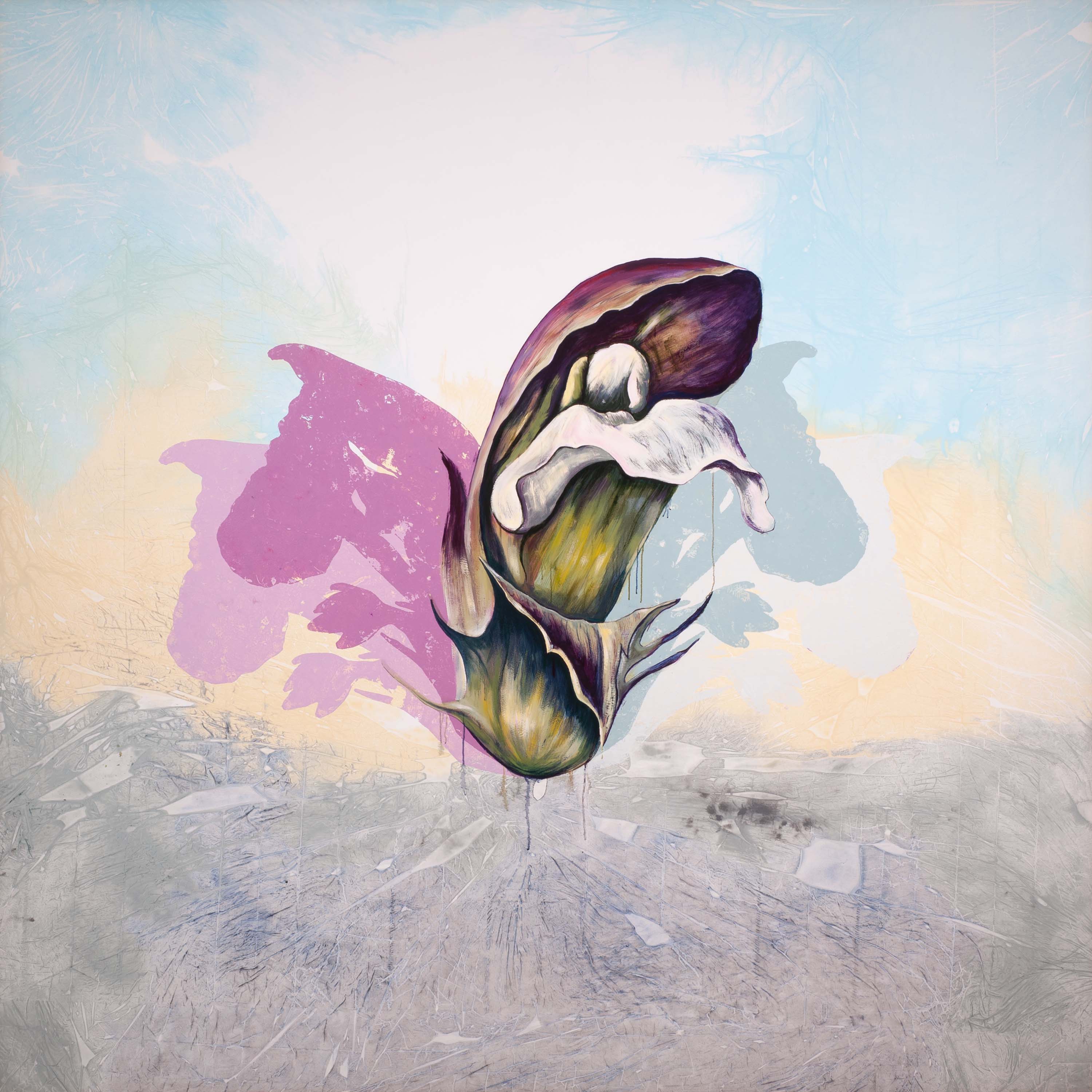 Acanthus mollis